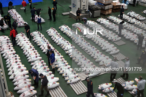 An early morning tuna auction takes place at Toyosu Market in Tokyo, Japan, on September 22, 2023. On September 20, 2024, according to the o...