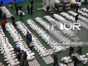 An early morning tuna auction takes place at Toyosu Market in Tokyo, Japan, on September 22, 2023. On September 20, 2024, according to the o...