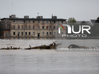 Flooded areas of the city during the flooding of the Odra River in Brzeg, Poland, on September 19, 2023. For several days, flood alerts are...