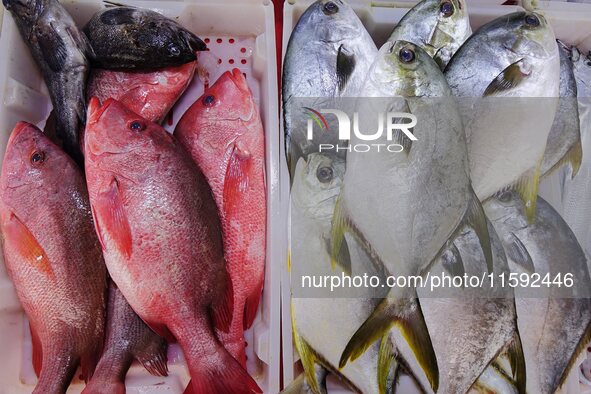 A photo taken on September 14, 2024, shows seafood at Jimiya fishing port in Qingdao, China, on September 14, 2024. On September 20, 2024, C...