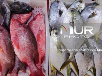 A photo taken on September 14, 2024, shows seafood at Jimiya fishing port in Qingdao, China, on September 14, 2024. On September 20, 2024, C...