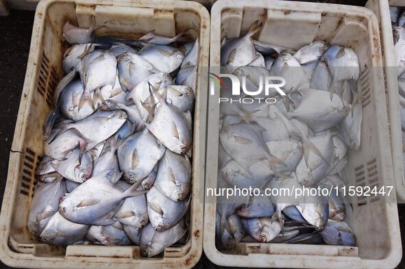 A photo taken on September 14, 2024, shows seafood at Jimiya fishing port in Qingdao, China, on September 14, 2024. On September 20, 2024, C...