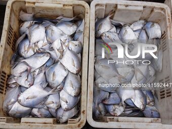 A photo taken on September 14, 2024, shows seafood at Jimiya fishing port in Qingdao, China, on September 14, 2024. On September 20, 2024, C...