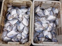 A photo taken on September 14, 2024, shows seafood at Jimiya fishing port in Qingdao, China, on September 14, 2024. On September 20, 2024, C...