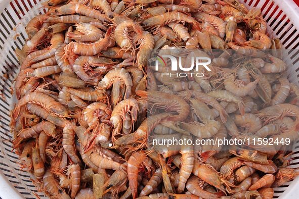 A photo taken on September 14, 2024, shows seafood at Jimiya fishing port in Qingdao, China, on September 14, 2024. On September 20, 2024, C...