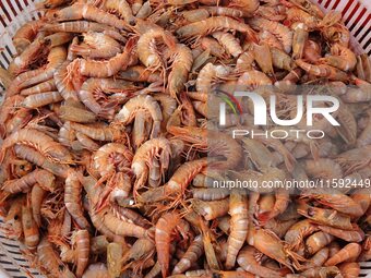 A photo taken on September 14, 2024, shows seafood at Jimiya fishing port in Qingdao, China, on September 14, 2024. On September 20, 2024, C...