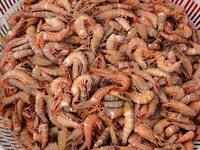 A photo taken on September 14, 2024, shows seafood at Jimiya fishing port in Qingdao, China, on September 14, 2024. On September 20, 2024, C...