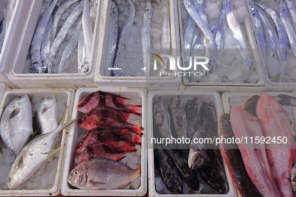 A photo taken on September 14, 2024, shows seafood at Jimiya fishing port in Qingdao, China, on September 14, 2024. On September 20, 2024, C...