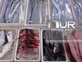 A photo taken on September 14, 2024, shows seafood at Jimiya fishing port in Qingdao, China, on September 14, 2024. On September 20, 2024, C...