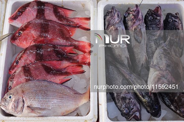 A photo taken on September 14, 2024, shows seafood at Jimiya fishing port in Qingdao, China, on September 14, 2024. On September 20, 2024, C...