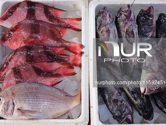 A photo taken on September 14, 2024, shows seafood at Jimiya fishing port in Qingdao, China, on September 14, 2024. On September 20, 2024, C...