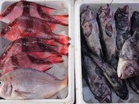 A photo taken on September 14, 2024, shows seafood at Jimiya fishing port in Qingdao, China, on September 14, 2024. On September 20, 2024, C...