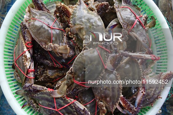 A photo taken on September 14, 2024, shows seafood at Jimiya fishing port in Qingdao, China, on September 14, 2024. On September 20, 2024, C...