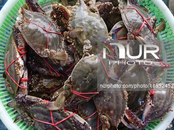 A photo taken on September 14, 2024, shows seafood at Jimiya fishing port in Qingdao, China, on September 14, 2024. On September 20, 2024, C...