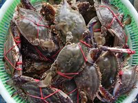 A photo taken on September 14, 2024, shows seafood at Jimiya fishing port in Qingdao, China, on September 14, 2024. On September 20, 2024, C...