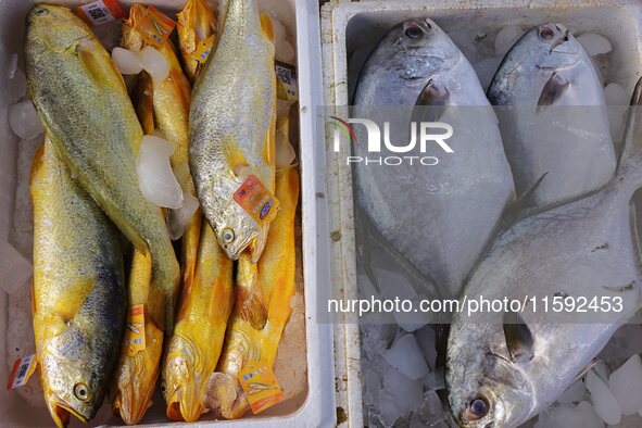 A photo taken on September 14, 2024, shows seafood at Jimiya fishing port in Qingdao, China, on September 14, 2024. On September 20, 2024, C...