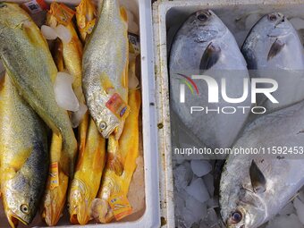 A photo taken on September 14, 2024, shows seafood at Jimiya fishing port in Qingdao, China, on September 14, 2024. On September 20, 2024, C...