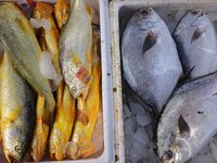 A photo taken on September 14, 2024, shows seafood at Jimiya fishing port in Qingdao, China, on September 14, 2024. On September 20, 2024, C...