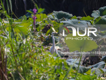 A great white egret is pictured at Dal Lake in Srinagar, Jammu and Kashmir, on September 21, 2024. (