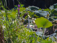 A great white egret is pictured at Dal Lake in Srinagar, Jammu and Kashmir, on September 21, 2024. (