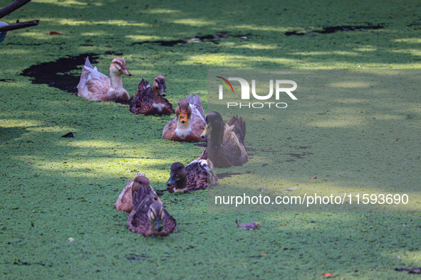 Ducks swim in the polluted backwaters of Dal Lake in Srinagar, Jammu and Kashmir, on September 21, 2024. 