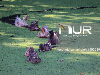 Ducks swim in the polluted backwaters of Dal Lake in Srinagar, Jammu and Kashmir, on September 21, 2024. (