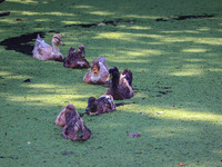 Ducks swim in the polluted backwaters of Dal Lake in Srinagar, Jammu and Kashmir, on September 21, 2024. (