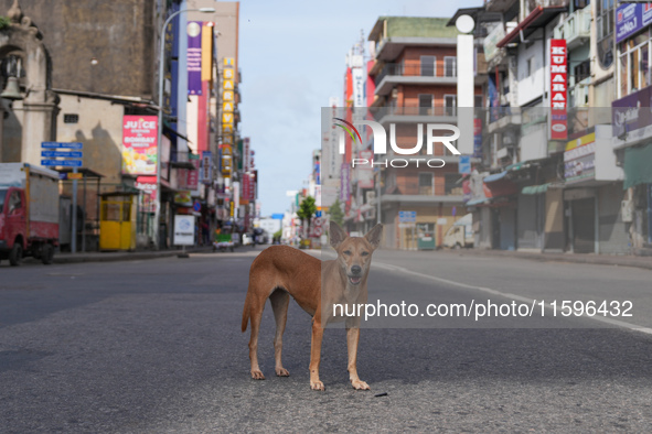 A dog walks on the street in Colombo, Sri Lanka, on September 22, 2024. A curfew is imposed in Sri Lanka amid the counting of votes in the p...