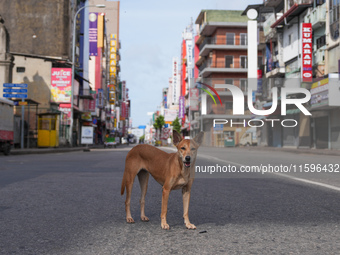 A dog walks on the street in Colombo, Sri Lanka, on September 22, 2024. A curfew is imposed in Sri Lanka amid the counting of votes in the p...