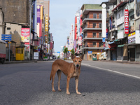 A dog walks on the street in Colombo, Sri Lanka, on September 22, 2024. A curfew is imposed in Sri Lanka amid the counting of votes in the p...