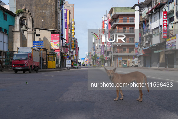 A dog walks on the street in Colombo, Sri Lanka, on September 22, 2024. A curfew is imposed in Sri Lanka amid the counting of votes in the p...