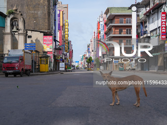 A dog walks on the street in Colombo, Sri Lanka, on September 22, 2024. A curfew is imposed in Sri Lanka amid the counting of votes in the p...