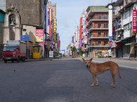 A dog walks on the street in Colombo, Sri Lanka, on September 22, 2024. A curfew is imposed in Sri Lanka amid the counting of votes in the p...