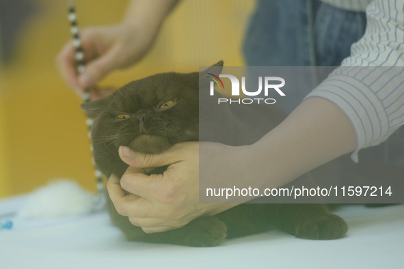 Purebred cats compete at the 2024 Hangzhou International Purebred Cat Tasting Competition in Hangzhou, China, on September 22, 2024. 