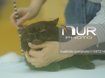 Purebred cats compete at the 2024 Hangzhou International Purebred Cat Tasting Competition in Hangzhou, China, on September 22, 2024. (