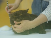 Purebred cats compete at the 2024 Hangzhou International Purebred Cat Tasting Competition in Hangzhou, China, on September 22, 2024. (