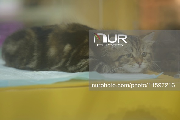 Purebred cats compete at the 2024 Hangzhou International Purebred Cat Tasting Competition in Hangzhou, China, on September 22, 2024. 