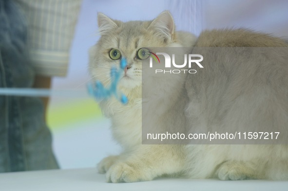 Purebred cats compete at the 2024 Hangzhou International Purebred Cat Tasting Competition in Hangzhou, China, on September 22, 2024. 