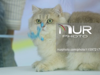 Purebred cats compete at the 2024 Hangzhou International Purebred Cat Tasting Competition in Hangzhou, China, on September 22, 2024. (