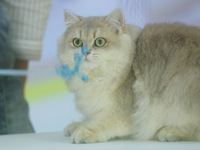 Purebred cats compete at the 2024 Hangzhou International Purebred Cat Tasting Competition in Hangzhou, China, on September 22, 2024. (