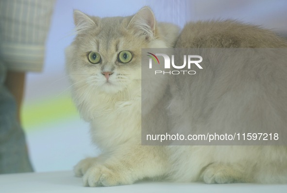 Purebred cats compete at the 2024 Hangzhou International Purebred Cat Tasting Competition in Hangzhou, China, on September 22, 2024. 