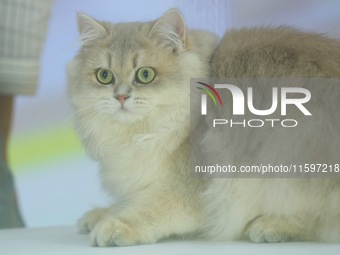 Purebred cats compete at the 2024 Hangzhou International Purebred Cat Tasting Competition in Hangzhou, China, on September 22, 2024. (