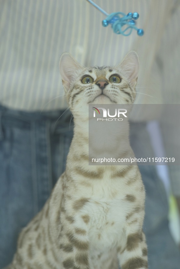 Purebred cats compete at the 2024 Hangzhou International Purebred Cat Tasting Competition in Hangzhou, China, on September 22, 2024. 