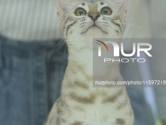 Purebred cats compete at the 2024 Hangzhou International Purebred Cat Tasting Competition in Hangzhou, China, on September 22, 2024. (