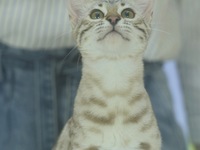 Purebred cats compete at the 2024 Hangzhou International Purebred Cat Tasting Competition in Hangzhou, China, on September 22, 2024. (