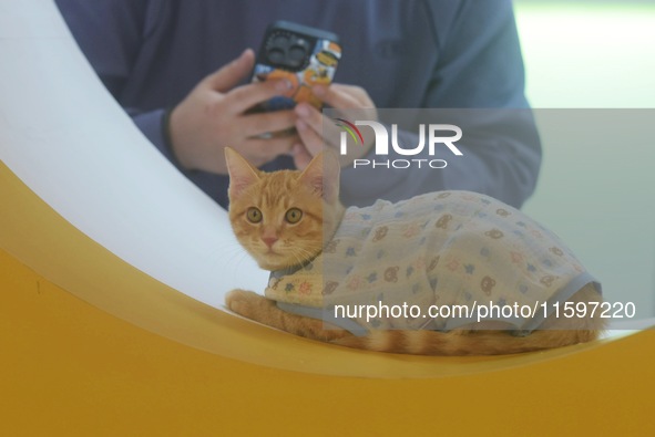 Purebred cats compete at the 2024 Hangzhou International Purebred Cat Tasting Competition in Hangzhou, China, on September 22, 2024. 