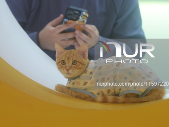 Purebred cats compete at the 2024 Hangzhou International Purebred Cat Tasting Competition in Hangzhou, China, on September 22, 2024. (