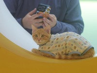 Purebred cats compete at the 2024 Hangzhou International Purebred Cat Tasting Competition in Hangzhou, China, on September 22, 2024. (