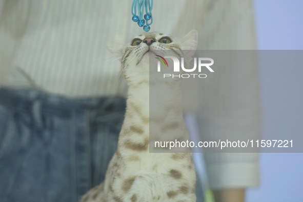 Purebred cats compete at the 2024 Hangzhou International Purebred Cat Tasting Competition in Hangzhou, China, on September 22, 2024. 