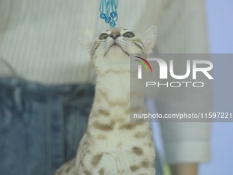 Purebred cats compete at the 2024 Hangzhou International Purebred Cat Tasting Competition in Hangzhou, China, on September 22, 2024. (